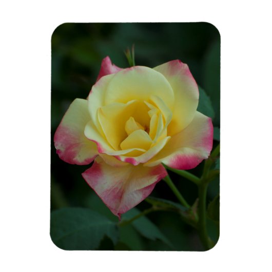 Magnet Flexible Rose, l'amour ! (Vertical)