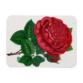 Magnet Flexible Rose Print Rochester Lithographing and Printing Co (Horizontal)