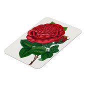 Magnet Flexible Rose Print Rochester Lithographing and Printing Co (Côté Gauche)
