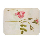 Magnet Flexible Rose Rose, c.1568 (Horizontal)