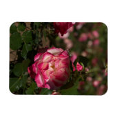 Magnet Flexible Rose rose et blanc (Horizontal)