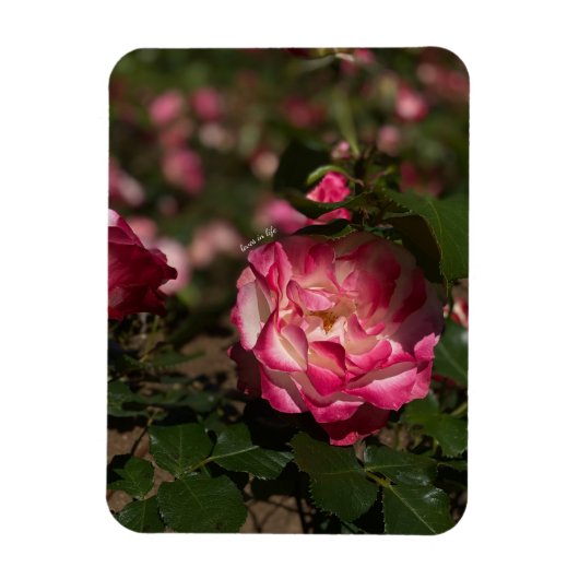 Magnet Flexible Rose rose et blanc (Vertical)