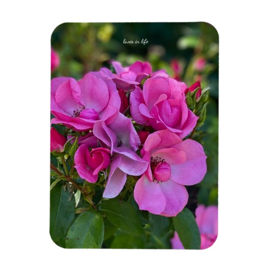 Magnet Flexible Rose Rose Lavande (Vertical)