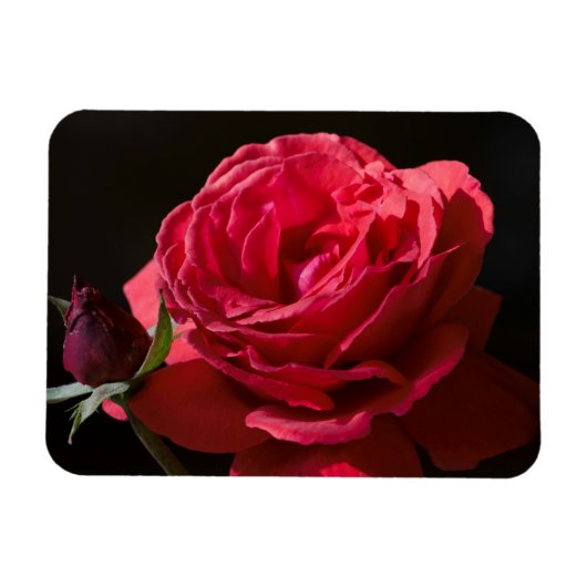Magnet Flexible Rose rouge (Horizontal)
