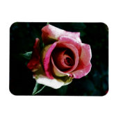 Magnet Flexible Rose rouge peinte à l'huile (Horizontal)