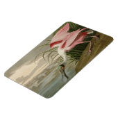 Magnet Flexible Roseate Spoonbill from Audubon's Birds of America (Côté Gauche)