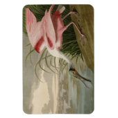 Magnet Flexible Roseate Spoonbill from Audubon's Birds of America (Vertical)