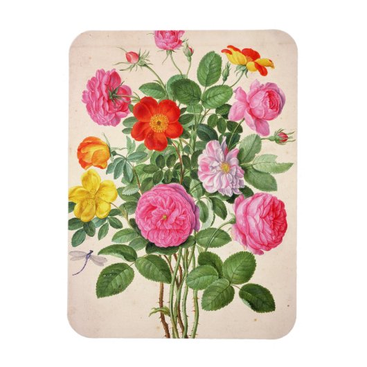 Magnet Flexible Roses, assiette 4 du Nassau Florilegium (avec allu (Vertical)
