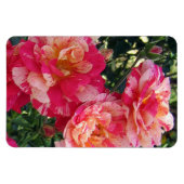 Magnet Flexible Roses rayés rose et blanc (Horizontal)
