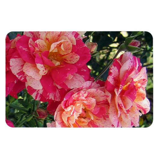 Magnet Flexible Roses rayés rose et blanc (Horizontal)