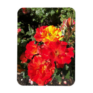 Magnet Flexible Roses rouges et jaunes, Portland, Oregon