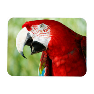 Magnet Flexible Rouge brillant