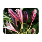 Magnet Flexible Rouge Crinum Lily (Horizontal)