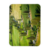 Magnet Flexible Route bordée de Cypress en Toscane rectangle magné (Vertical)