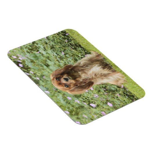 Magnet Flexible Ruby Cavalier King Charles Spaniel dans l'herbe (Côté Droit)
