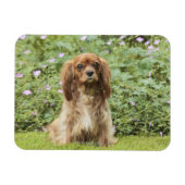 Magnet Flexible Ruby Cavalier King Charles Spaniel dans l'herbe (Horizontal)