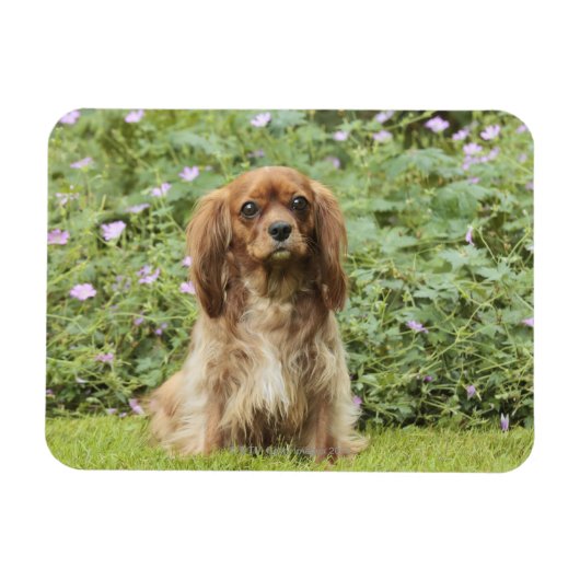 Magnet Flexible Ruby Cavalier King Charles Spaniel dans l'herbe (Horizontal)