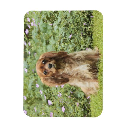 Magnet Flexible Ruby Cavalier King Charles Spaniel dans l'herbe (Vertical)