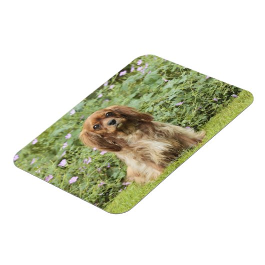 Magnet Flexible Ruby Cavalier King Charles Spaniel dans l'herbe (Côté Gauche)
