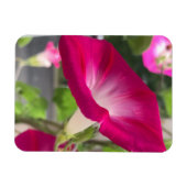 Magnet Flexible Ruby Red Morning Glory (Horizontal)