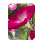 Magnet Flexible Ruby Red Morning Glory (Vertical)