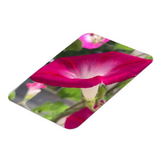 Magnet Flexible Ruby Red Morning Glory (Côté Gauche)