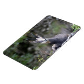 Magnet Flexible Rupicapra rupicapra (Côté Gauche)