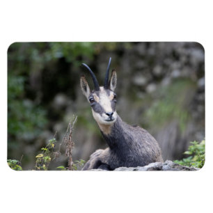 Magnet Flexible Rupicapra rupicapra