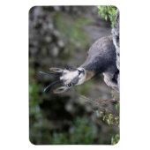 Magnet Flexible Rupicapra rupicapra (Vertical)
