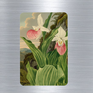 Magnet Flexible Sabot de Vénus Orchidée Botanique Vintage
