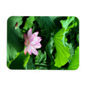 Magnet Flexible Sacred Lotus : Japon (Horizontal)
