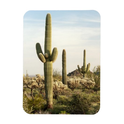 Magnet Flexible Saguaro Cactus, Arizona, USA (Vertical)