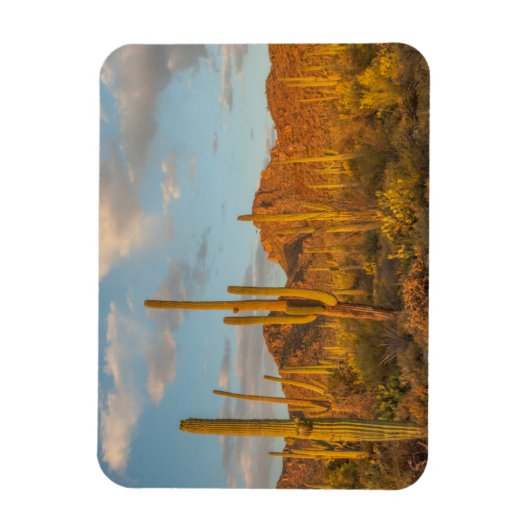 Magnet Flexible Saguaro cactus at sunset (Vertical)