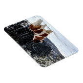 Magnet Flexible Saint Bernard snow photographic Christmas greeting (Côté Droit)