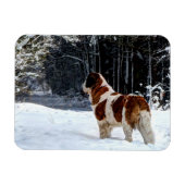 Magnet Flexible Saint Bernard snow photographic Christmas greeting (Horizontal)