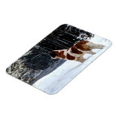 Magnet Flexible Saint Bernard snow photographic Christmas greeting (Côté Gauche)