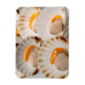 Magnet Flexible Saint-Jacques méditerranéen (Vertical)