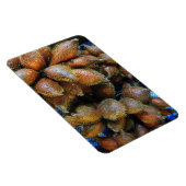 Magnet Flexible Salak [Fruit de serpent] (Côté Droit)