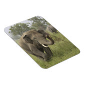 Magnet Flexible Salutation de l'éléphant d'Asie indien (Côté Droit)