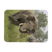 Magnet Flexible Salutation de l'éléphant d'Asie indien (Horizontal)