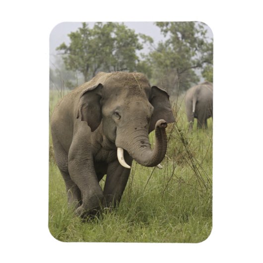 Magnet Flexible Salutation de l'éléphant d'Asie indien (Vertical)
