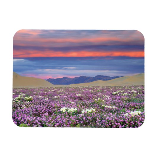 Magnet Flexible Sand Verbena & Dune Primrose Fleurs sauvages au co (Horizontal)