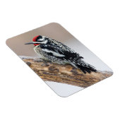 Magnet Flexible Sapsucker à ventre jaune mâle (Côté Droit)