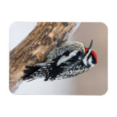 Magnet Flexible Sapsucker à ventre jaune mâle (Horizontal)