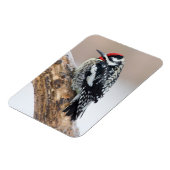 Magnet Flexible Sapsucker à ventre jaune mâle (Côté Gauche)