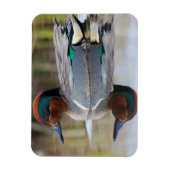 Magnet Flexible Sarcelle à ailes vertes (Vertical)