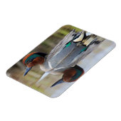 Magnet Flexible Sarcelle à ailes vertes (Côté Gauche)