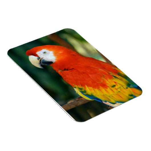 Magnet Flexible Scarlet Macaw (Côté Droit)
