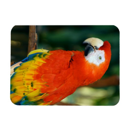 Magnet Flexible Scarlet Macaw (Horizontal)