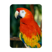 Magnet Flexible Scarlet Macaw (Vertical)